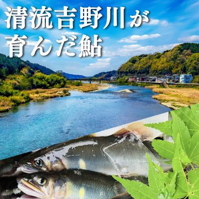 ふるさと納税 吉野町 桜鮎の塩焼　6尾入 |  | 01
