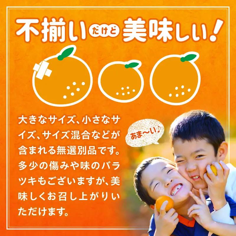 【先行予約】【訳あり】常滑ハッピーぶんたん 1.5kg（2～3個）｜ぶんたん フルーツ 常滑市