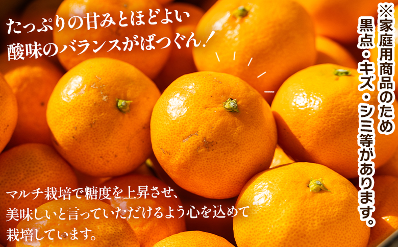 【2025年出荷分】露地みかん(2S～Mサイズ) 5kg 家庭用 丸萬農園 - 果物 くだもの フルーツ 果実 柑橘 かんきつ 蜜柑 みかん ミカン 果汁 期間限定 訳あり 訳アリ キズ 傷 高知県 