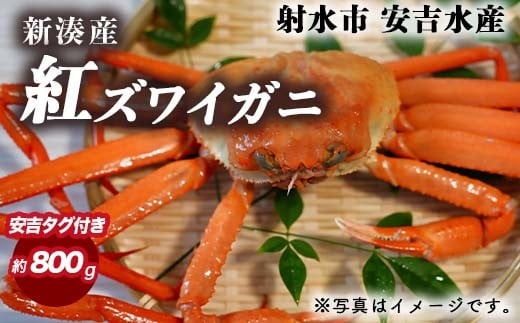 【おすすめ】紅ズワイガニ 約800g（安吉タグ付き）【安吉水産】｜ずわい蟹 ずわいガニ ズワイガニ 紅ズワイガニ 紅ずわいがに カニ 蟹 かに かにしゃぶ カニしゃぶ 蟹しゃぶ かに鍋 カニ鍋 蟹鍋 かに味噌 カニ味噌 かにみそ 魚貝類 魚介類 ボイル 国産 富山 富山湾 北陸 ※離島への配送不可 ※2025年9月中旬～2026年3月下旬頃に順次発送予定 ※発送まで1か月以上かかる場合があります。