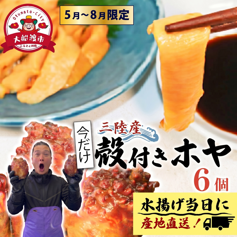 【先行予約】 殻付きホヤ6個 期間限定 ほや ホヤ Hoya 串焼き フライ ごはん 夕飯 おかず おつまみ 晩酌 海産物 海鮮 魚介 魚介類 大船渡 三陸 岩手県 国産