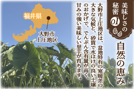 【先行予約】【11月発送分】上庄さといも 5kg 減農薬・減化学肥料の特別栽培里芋 農家直送