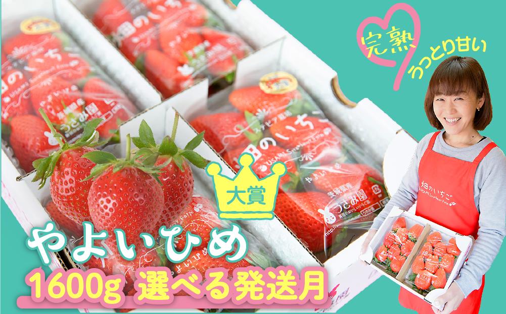 
            【やよいひめ】 いちご やよいひめ デラックス 2箱 1600g | 選べる量と発送時期 (1月～3月) | ステビア栽培 低農薬 大粒 完熟 甘い 苺 イチゴ | 贈答用 果物 フルーツ | 茨城県鉾田市 うさみ園直送  畑の いちご ＼第5回茨城いちごグランプリ大賞受賞／
          