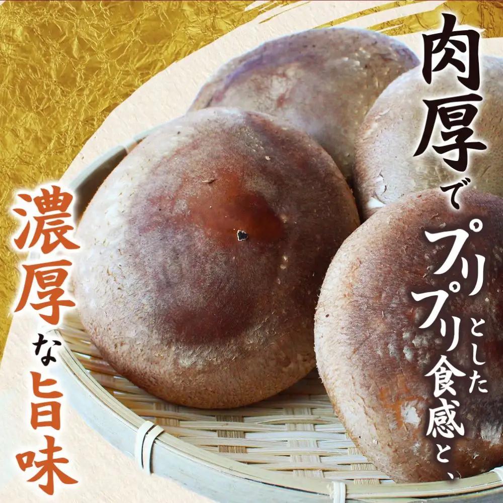 しいたけ 龍神マッシュの生しいたけ10袋セット 【mas003】