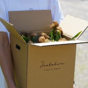 【山梨県南部町産】朝採れゴールドラッシュ10本【配送不可地域:離島】【1663448】