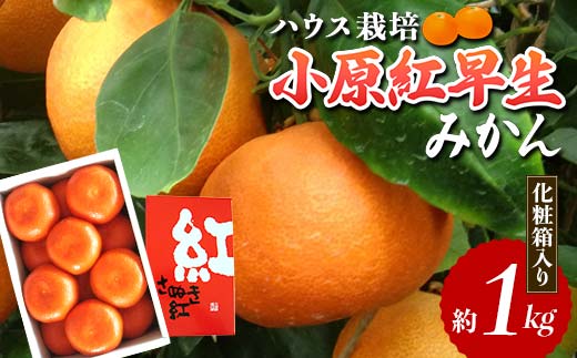 
            ハウス小原紅早生みかん 化粧箱 (約1kg) みかん 柑橘 果物 フルーツ くだもの ハウス栽培 名産 国産 デザート ご当地 食品 四国 F5J-662
          