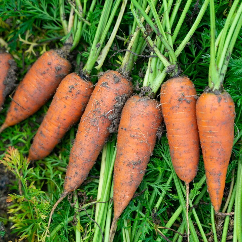 【ふるさと納税】【先行予約（2026年12月上旬～順次発送）】＜てんとうむしばたけ＞有機にんじん5kg 野菜 人参 有機野菜 産地直送 旬野菜 ふるさと納税 先行予約