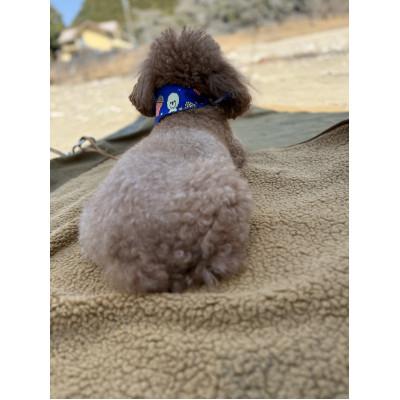 ふるさと納税 上牧町 alberton社赤外線を吸収して発熱するsliva knitわんにゃんブランケット　キャメル |  | 03