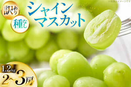 【期間限定発送】 シャインマスカット 訳あり 2〜3房 1.2kg [Yamagenフルーツガーデンレコルト 山形県 高畠町 tk06ayt380003]