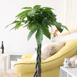 【観葉植物】パキラ 7号 ホワイトバスケット鉢カバー 高さ：約80cm～1m内外(鉢底より) ｜観葉植物 インテリア 部屋 おしゃれ 福岡県筑前町 送料無料