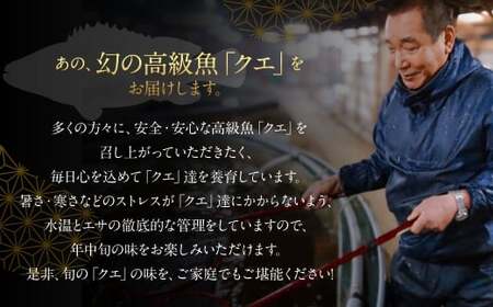 長崎の森で育てた『幻のクエ』昆布〆 刺身用  5～6人前 (1kg～2kg前後) ／ 魚 海鮮 魚介類 高級魚 クエ  刺身 刺し身 頭付き 長崎県 長崎市