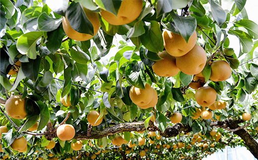 【先行予約】【7月分 数量限定】茨城県産「あきづき」約5kg【2025年8月下旬~9月中旬にかけて発送予定】【 梨 果物 くだもの フルーツ 国産 季節限定 人気 贈り物 お取り寄せ デザート 】