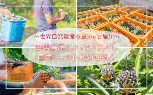 【ピーチ定期便★約4kg×3回】☆新感覚☆ 桃のような芳醇な香りのする『西表島産 完熟ピーチパイン』 2026年 発送 西表島ナウパカ パイナップル 果物 フルーツ デザート
