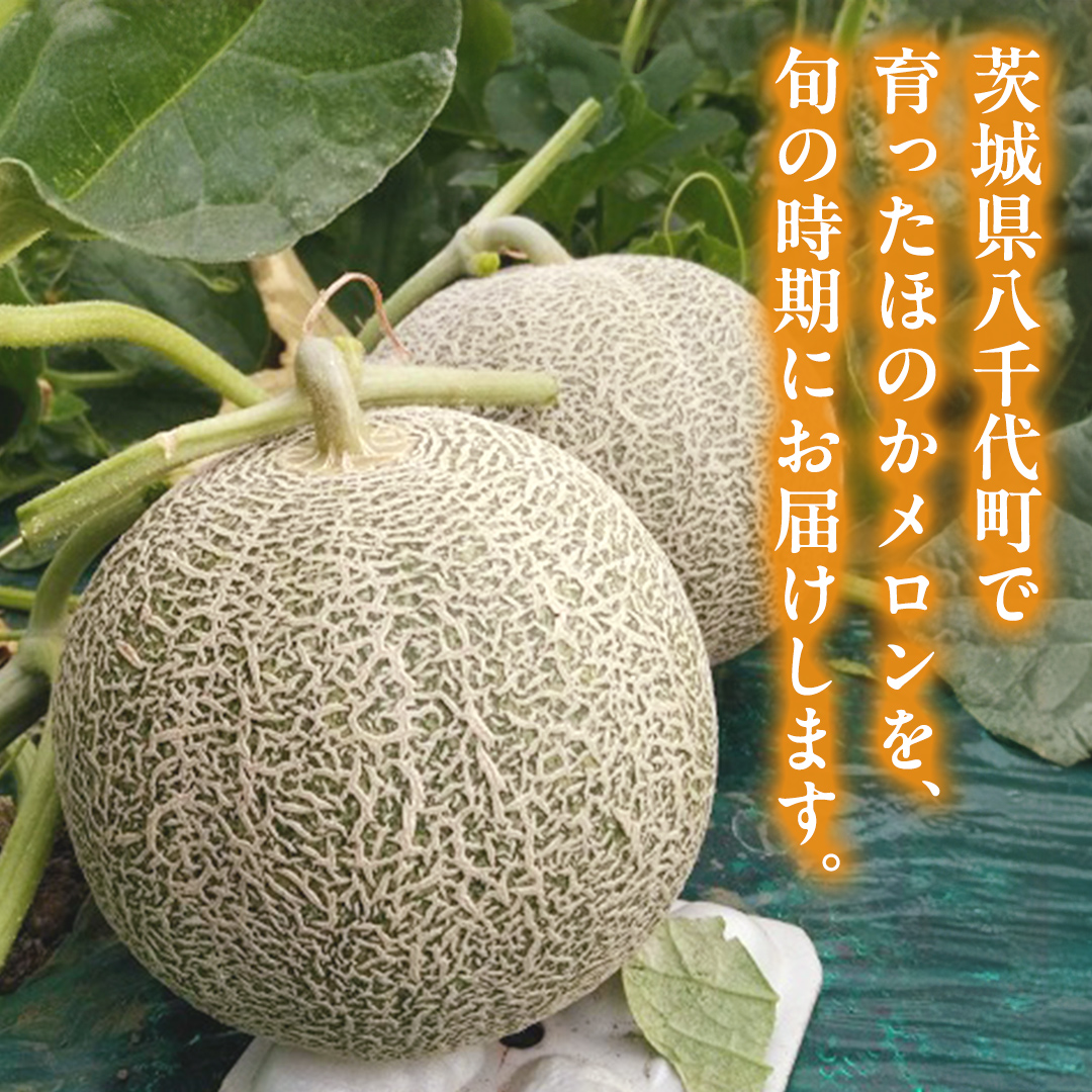 先行予約 ほのかメロン 秀品（ 赤肉 ） 2玉 【 6月上旬 以降発送】 メロン 果物 フルーツ 甘い 茨城県 茨城県産 期間限定 数量限定 産地直送 農家直送 [AV005ya]