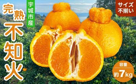 先行予約 宇城市産 訳あり 完熟不知火 約7kg【2027年2月上旬～3月下旬頃順次発送予定】【髙橋果樹園】