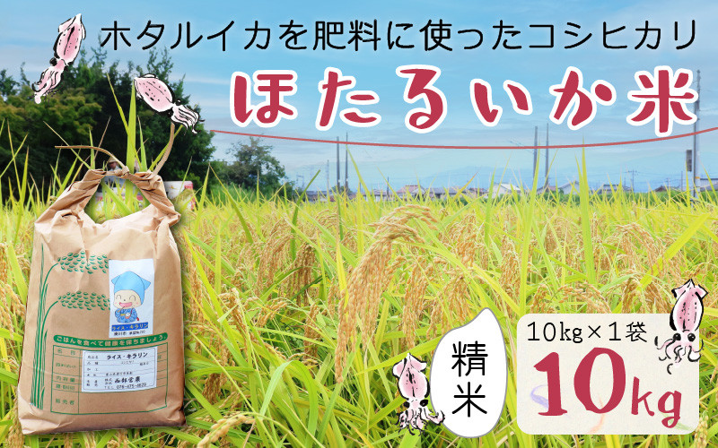 
【訳あり】ほたるいか米（精米10kg）【通年発送】 【訳あり 米 コシヒカリ こしひかり ほたるいか ホタルイカ お米 ブランド米 富山 滑川】
