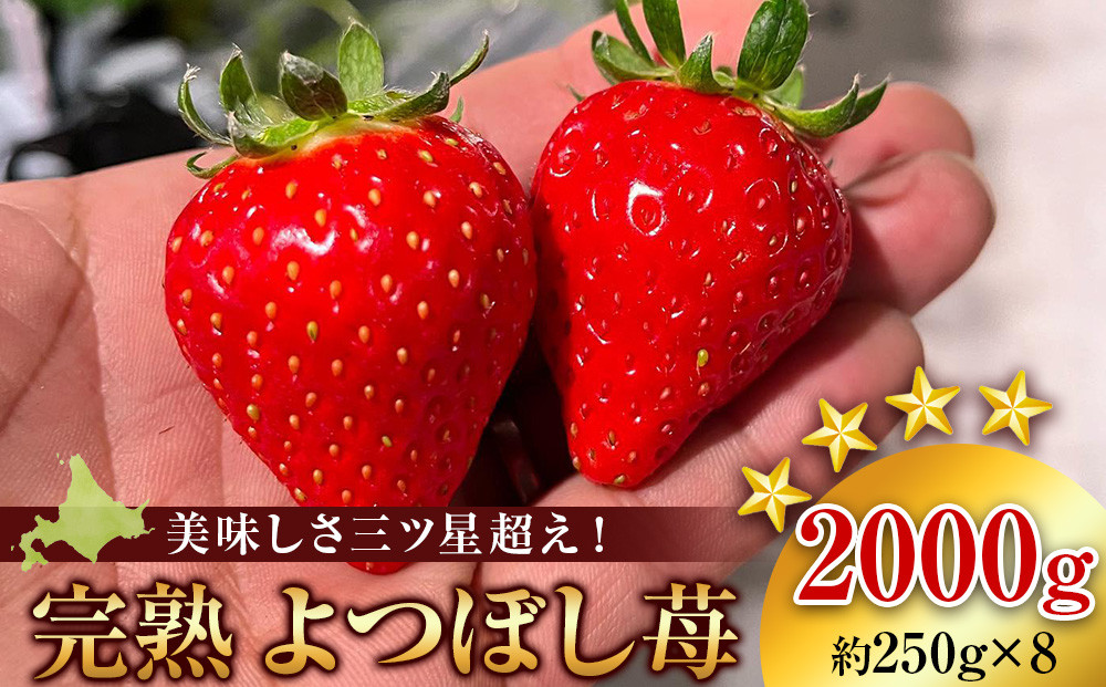 
北海道産 完熟よつぼし苺(約250g×8パック)
