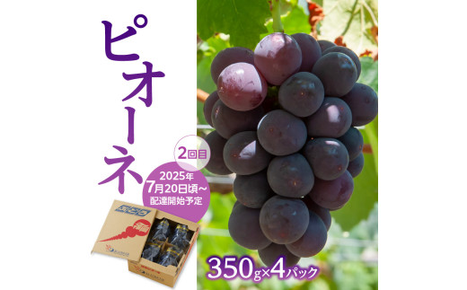 【先行予約】福岡ぶどう定期便【全3回】【ＪＡふくおか】ぶどう食べ比べ便（種なし巨峰、ピオーネ、シャインマスカット）