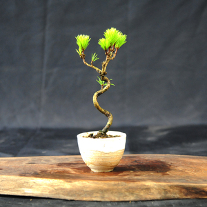 赤石の泉 黒松（鉢植え） S-26