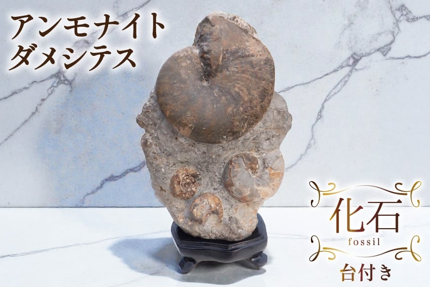 
                  化石 ダメシテス 小平産 アンモナイト 台付き [加藤樹石苑 北海道 歌志内市 01227an020] 北海道産 インテリア 置物 コレクション
                