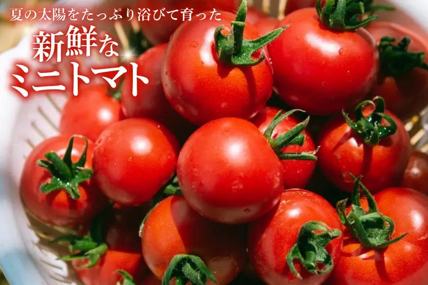 ミニトマトジュース MINITOMATO 100% JUICE 180ml 6本 1箱