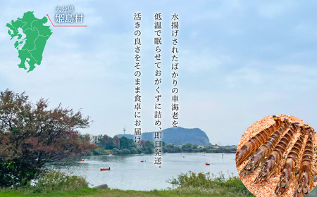 【期間限定】姫島産 活き車えび (養殖) 500g 常温配送 お歳暮ギフト 熨斗可 【宅配ボックス不可】 国産 海鮮 ギフト 刺身 焼き しゃぶしゃぶ A32