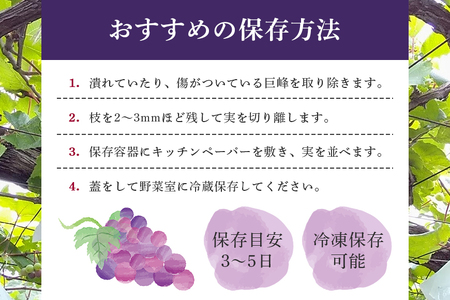 【 2026年 先行予約 】 巨峰 2kg ( 種あり ) 石田ぶどう園 5房 ～ 9房 ぶどう ブドウ 国産 果物 くだもの 葡萄 フルーツ 2キロ 9月 10月 発送 秋 旬 品種 茨城県産 産地