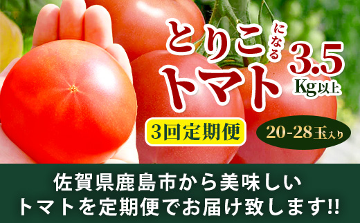 【先行予約】 たにぐちファーム とりこになるトマト【3.5kg以上×3回定期便】【2025年12月から出荷】 Ricotomato トマト C-84