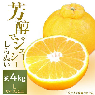 【ふるさと納税】“芳醇”八幡浜産しらぬい約4kg【C28-7】【1119942】