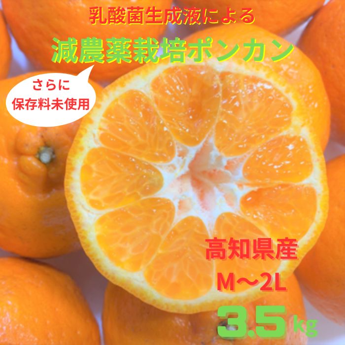 【ふるさと納税】令和8年1月下旬より発送　＜訳あり＞　ぽんかん 3.5kg 高糖度 みかん 柑橘 高知県 高知 土佐清水 甘い ジューシー 完熟 フルーツ 果物 ポンカン ビタミンC 旬 M～2Lサイズ 減農薬 乳酸菌生成液 産直 季節限定 家庭用 ふるさとのうぜい 返礼品【R01342】