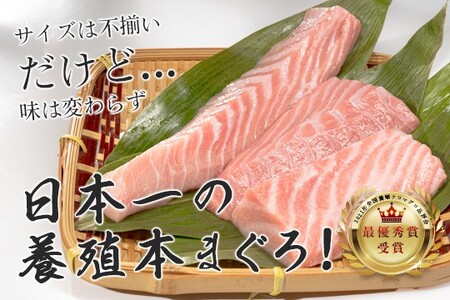 【訳あり】 本マグロ 大トロ 500g不定貫　指定日発送可能
