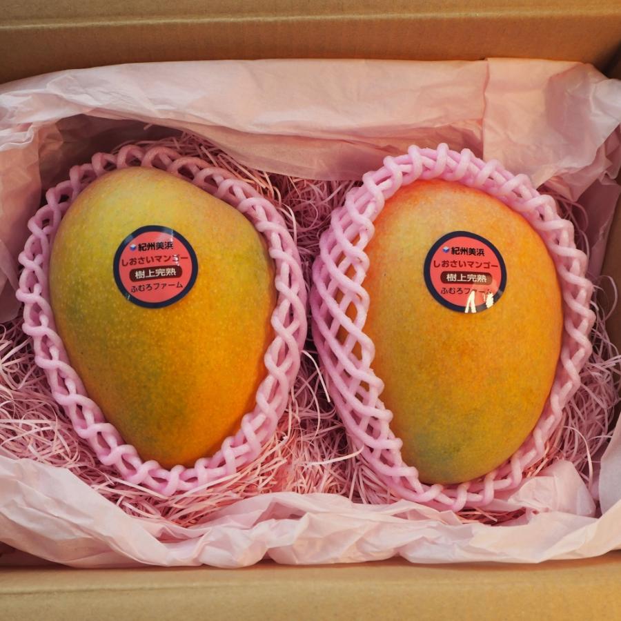 和歌山県産しおさいマンゴー秀品2玉(0.8kg）