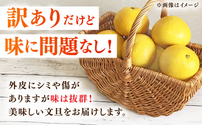 【先行予約】高知県産 訳あり 土佐文旦 約10kg 〈2025年2月～発送〉 / 傷 シミの訳アリ 大容量 ぶんたん 文旦 訳あり わけあり 果物 【株式会社　四国健商】 [ATAF038]