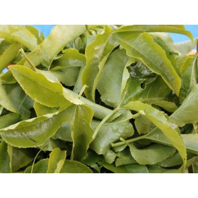 ふるさと納税 関市 S10-19 手摘みパッションフルーツ茶 5パック |  | 02