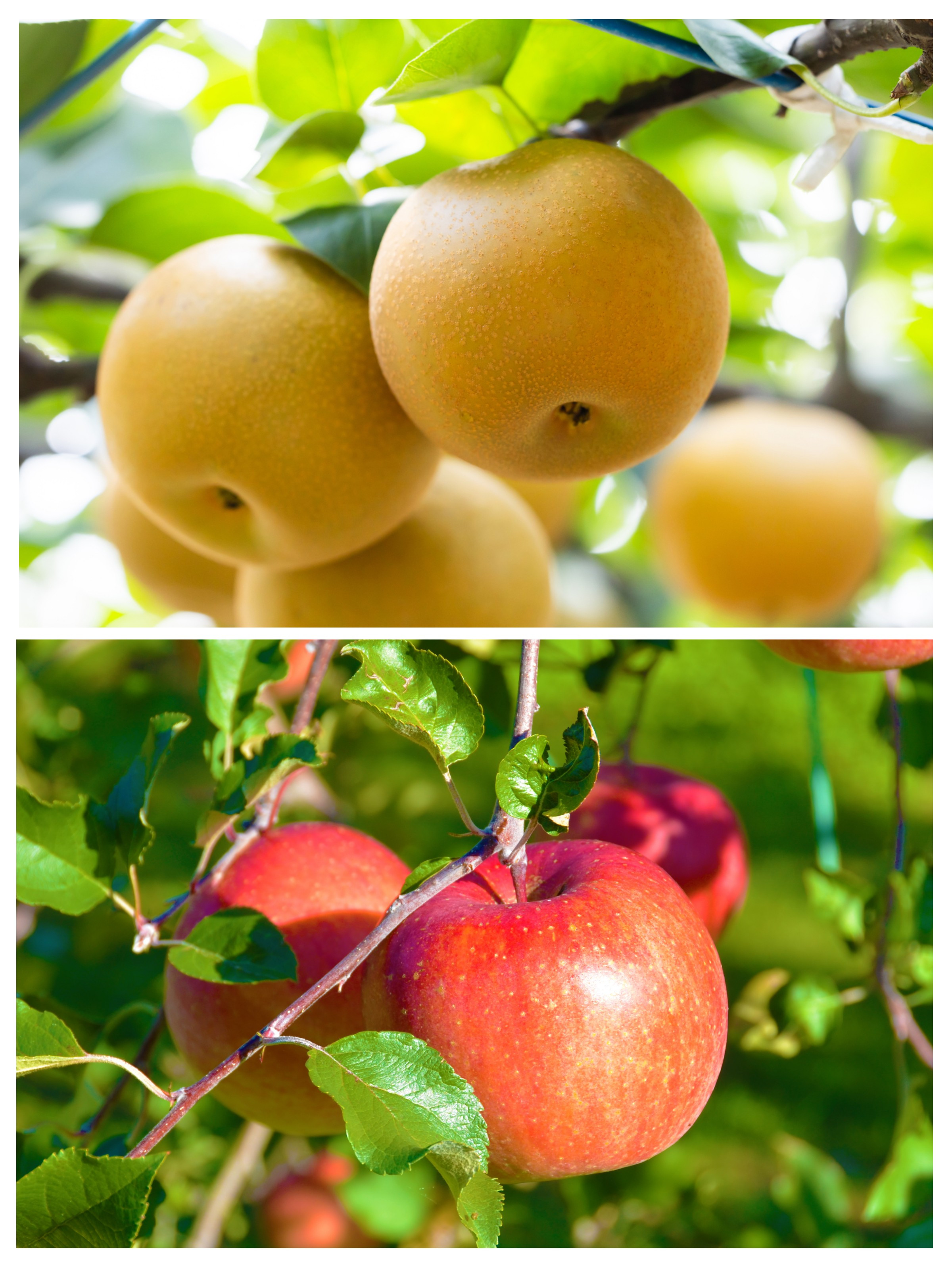 
【024-07】【定期便全２回】信州の梨＆りんご　品種おまかせ　約3キロ（9月：梨、11月：りんご）
