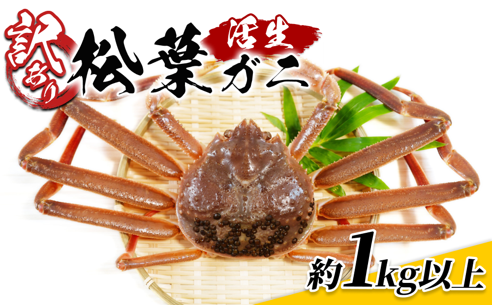 鳥取県網代産　訳あり松葉がに1kgセット 鳥取 岩美 松葉ガニ ズワイガニ かに ※お届けは2026年11月中旬～【22016】