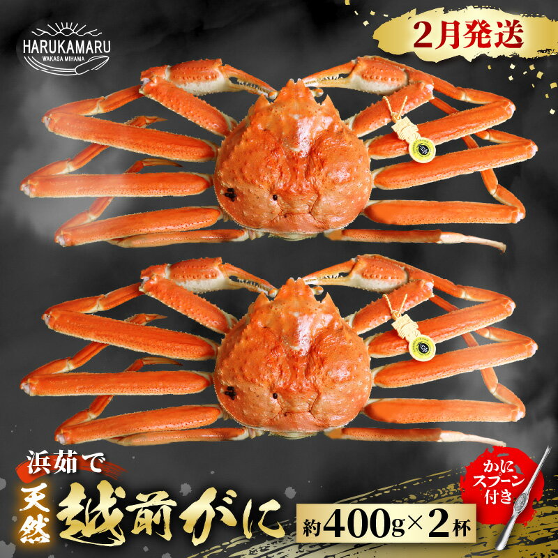 【ふるさと納税】【先行予約】≪浜茹で≫ 地物！天然！はるか丸厳選！越前がに 約400g × 2杯【2026年2月上旬以降順次発送予定】