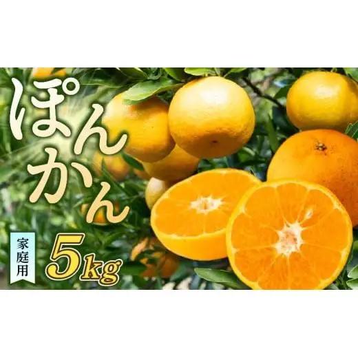 訳あり 浦ノ内ポンカン ぽんかん 5kg