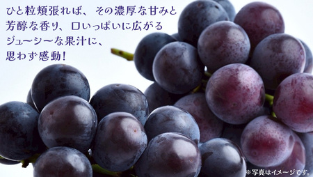 巨峰 2.5kg (4～6房)【2026年8月下旬発送開始】(茨城県共通返礼品：大子町)