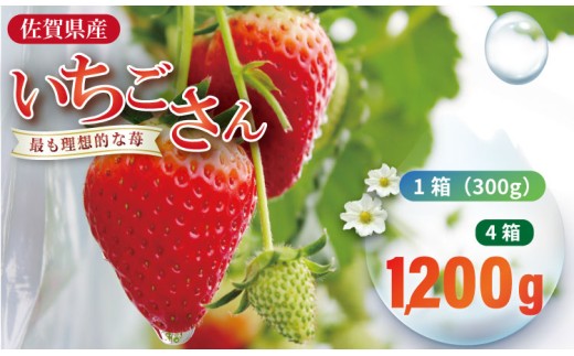 【先行予約】令和9年2月上旬頃出荷開始予定 いちごさん 4箱セット（合計1,200g） ふるかわ農園 苺 甘い 酸っぱい いちご いちごさん イチゴ 4パック 苺 人気 佐賀 佐賀県 小城市