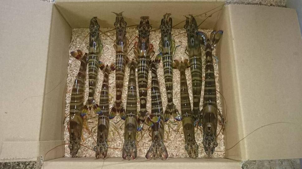 鳴門クルマエビ【350g】2025年8月から翌年1月10日まで発送