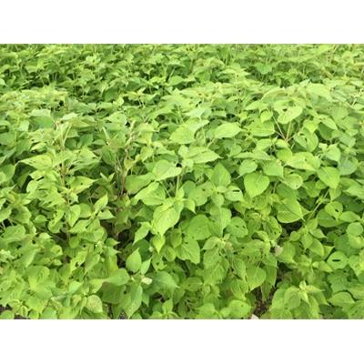 ふるさと納税 高山市 飛騨生搾りえごま油　100g×3本セット　お申込後に搾油するので新鮮搾りたて c510 |  | 03