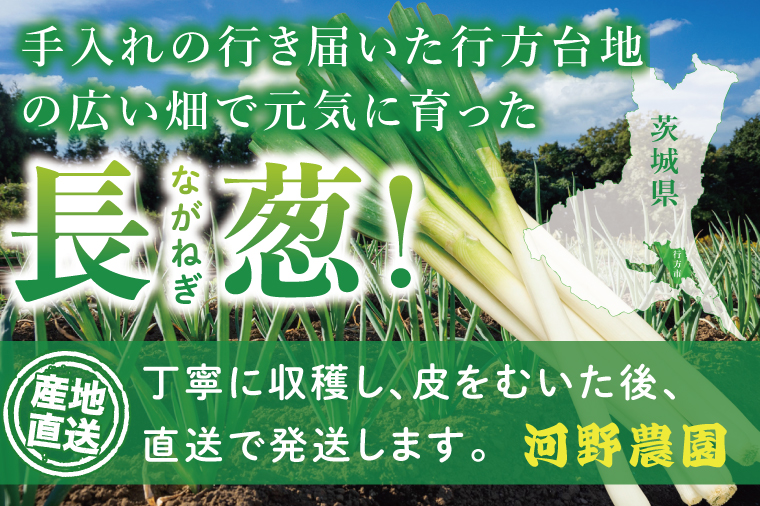 河野農園自慢の新鮮長ねぎ 約5.5kg｜長ネギ 長ねぎ ネギ ねぎ 葱 野菜 やさい 新鮮 茨城県 行方市(HW-2)