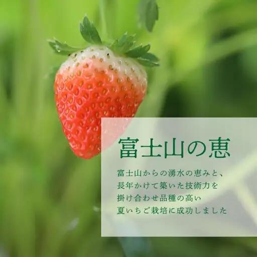 【2026年先行予約】山梨の夏秋いちご　ご家庭用 200ｇ× 4パック