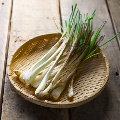 【2026年5月上旬から順次発送】農家直送!国頭村・島袋さんの採れたて島らっきょう 1kg