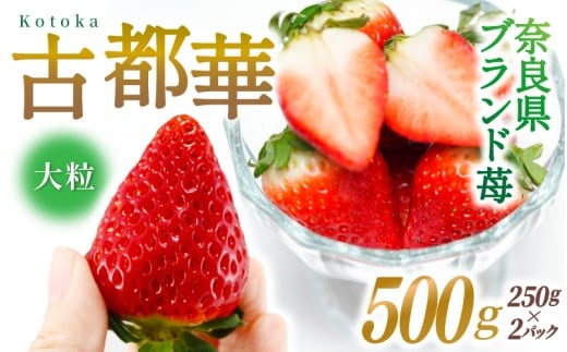 ブランド苺 新鮮 古都華 (大粒) 約500g [250g×2パック] 【2026年1月上旬～5月下旬に順次発送】／ スマイル葛城農業 ブランド いちご 苺 ことか イチゴ スイーツ フルーツ 甘い 