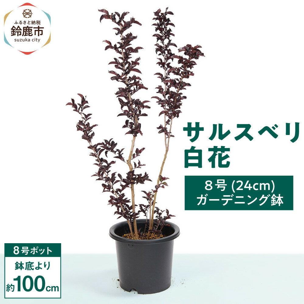 【ふるさと納税】輝くブラックリーフが美しいサルスベリ白花 8号(24cm)ガーデニング鉢