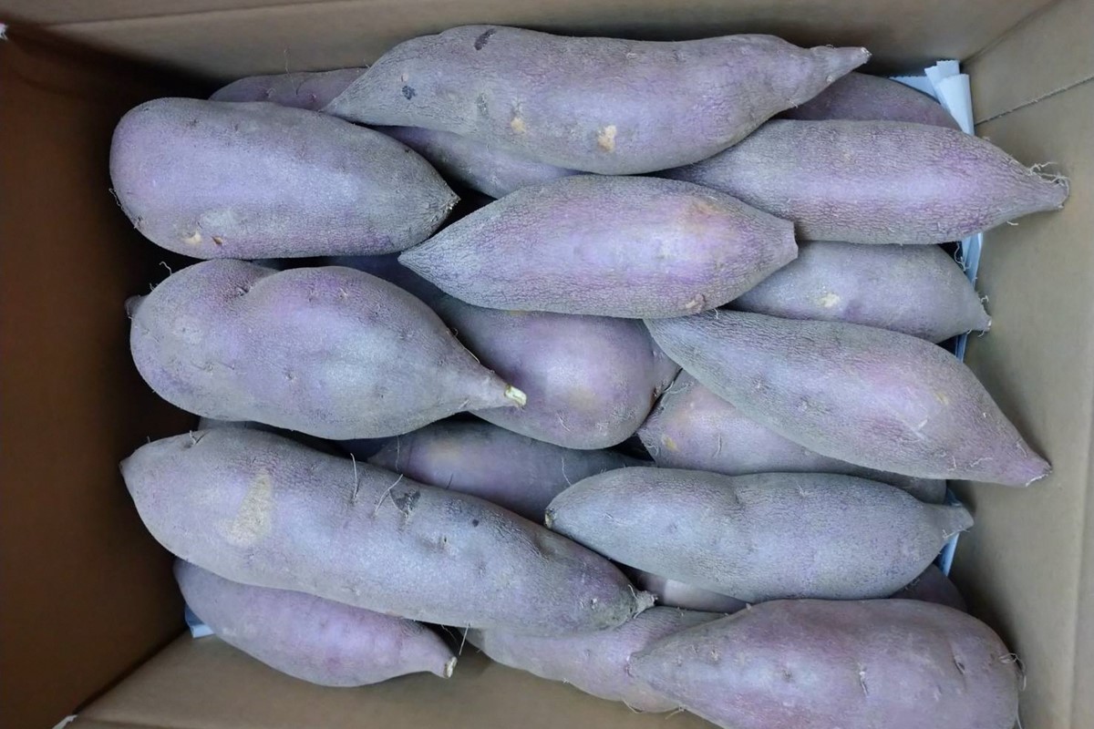 【先行予約】京都京丹後産さつまいも 土付き 金時芋 5kg（2025年11月中旬～発送）　FR00017