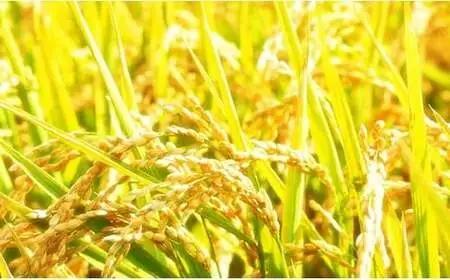 B5-7K041新潟県長岡産コシヒカリ「金匠　極」2kg×2袋（計4kg）