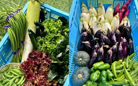 季節の野菜詰め合わせ Bセット 野菜食べ比べ 旬の野菜 野菜セット | 石川県 小松市【Kacchan.Farm】